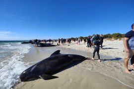 People walk near whales stranded on a beach at Toby&#039;s Inlet, Dunsborough, Australia, on April 25, 2024 [Handout/Dunsborough and Busselton Wildlife Care via Reuters]