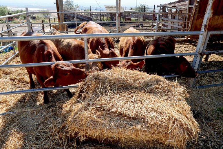 This picture taken on April 27, 2023 shows red heifer cows imported from the US by the Boneh Israel ("Building Israel") organisation, feeding at a farm in Hamadya near the northern city of Beit Shean. With imported red cows, ancient hymns and growing support, some nationalist Jews hope to rebuild their temple in Jerusalem's Old City, at a site at the heart of Israeli-Palestinian tensions. (Photo by JACK GUEZ / AFP)