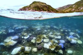 Bleached and dead coral around Lizard Island on the Great Barrier Reef [David Gray/AFP]