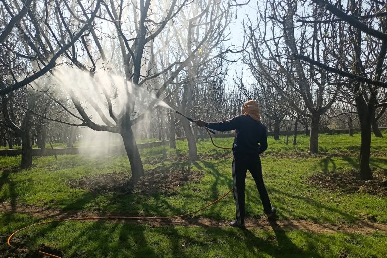 A farmer sprays pesticides on trees in an apple orchard that is to be taken for the proposed railway line in Reshipora Shopian.