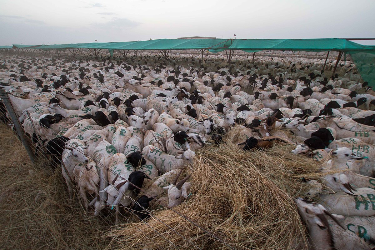 Somaliland: Shipping the sheep for Eid al-Adha   Al Jazeera