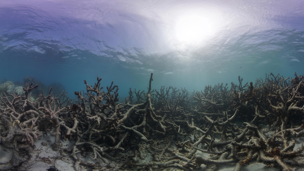 Why are coral reefs important, and why are they dying? | Climate SOS ...