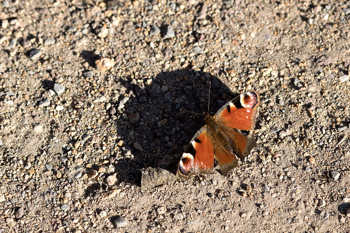 A butterfly basks in Germany's sunshine [Omer Messinger/EPA-EFE]