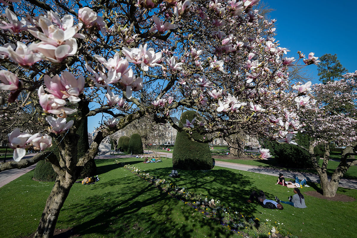 The magnolia trees are in full bloom in Strasbourg, France [Patrick Hertzog/AFP]