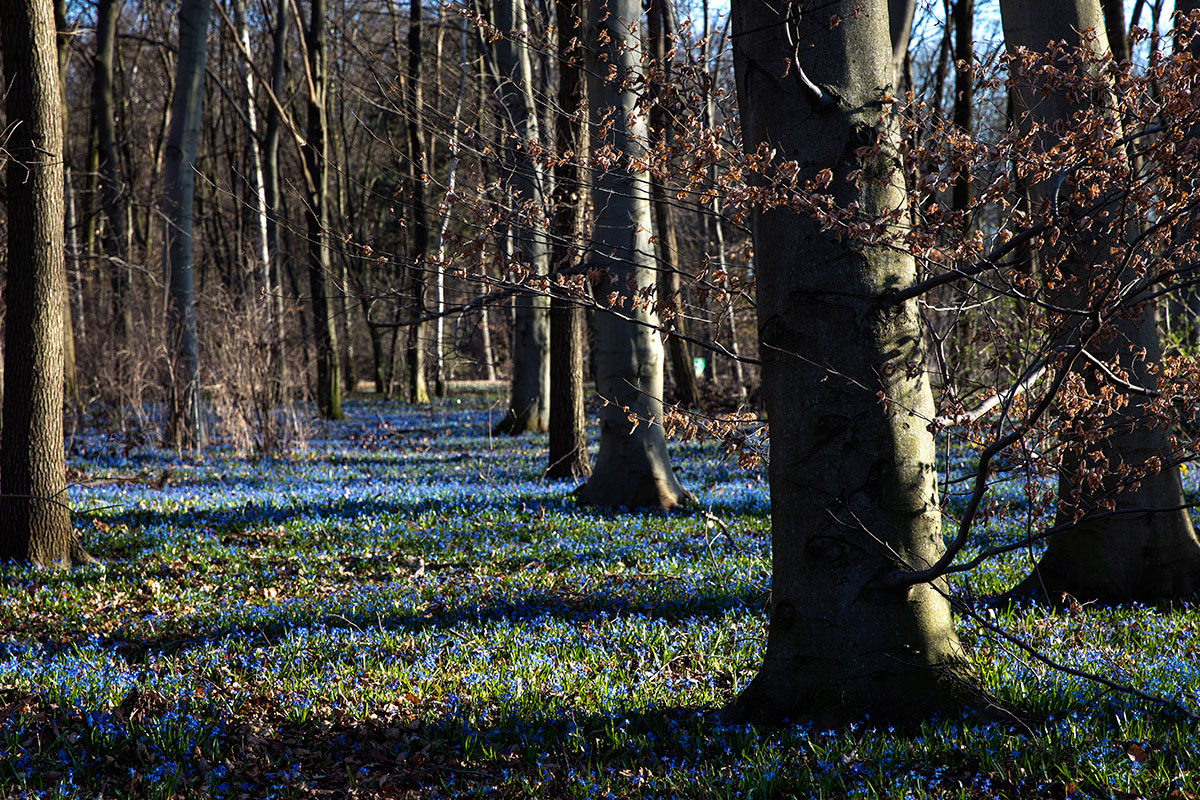 The forest floor turns into a carpet of flowers as the weather warms up in Germany [Omer Messinger/EPA-EFE]