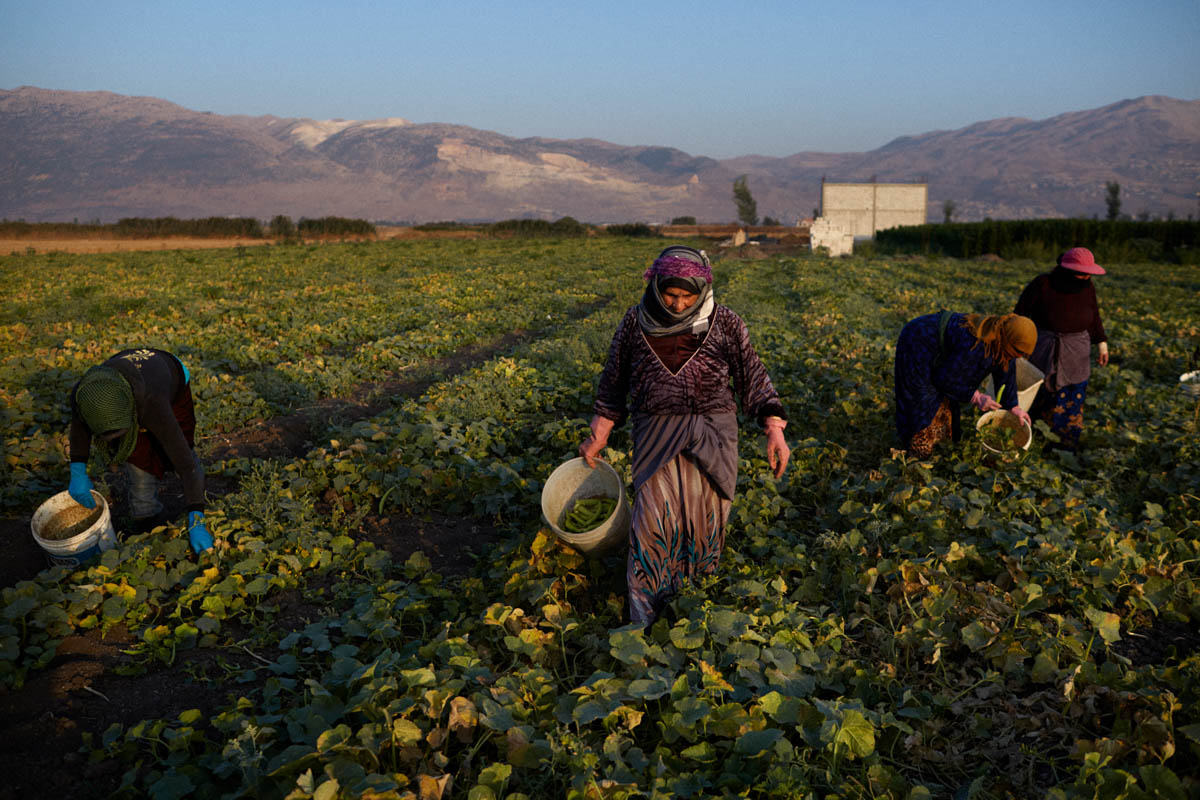 Syrian refugees work in a field on the outskirts of Rawda village in the Bekaa Valley. Before the outbreak of war in Syria, it was common for Syrians to come to Lebanon for seasonal work, especially in agriculture. Many Syrian seasonal workers are now refugees in Lebanon. They earn less than $7 a day. Most local Lebanese also work in farming and competition for jobs is a source of tension. [Diego Ibarra Sanchez/SaferWorld]