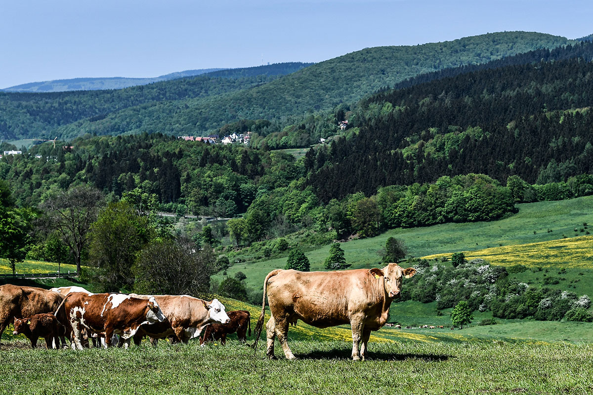 Hard to tell whether this cow near Schmalkalden in Germany is enjoying the sunshine or not. Cows are a tough read. [Filip Singer/EPA-EFE]