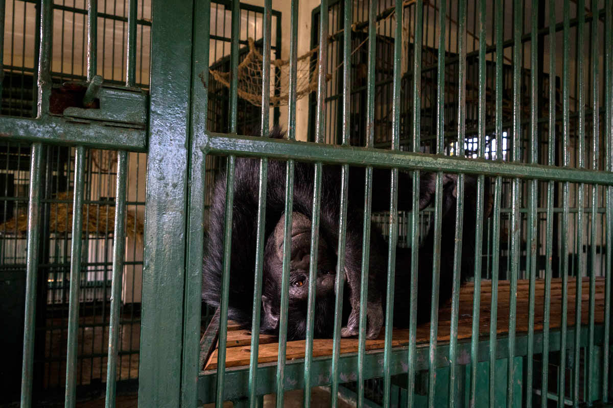 Jane, age 14, relaxes before dinner in her enclosure. She is originally from Cameroon and was confiscated from the airport in Kenya with a shotgun pellet in her finger, malnourished, and dehydrated. [Adriane Ohanesian/Al Jazeera]