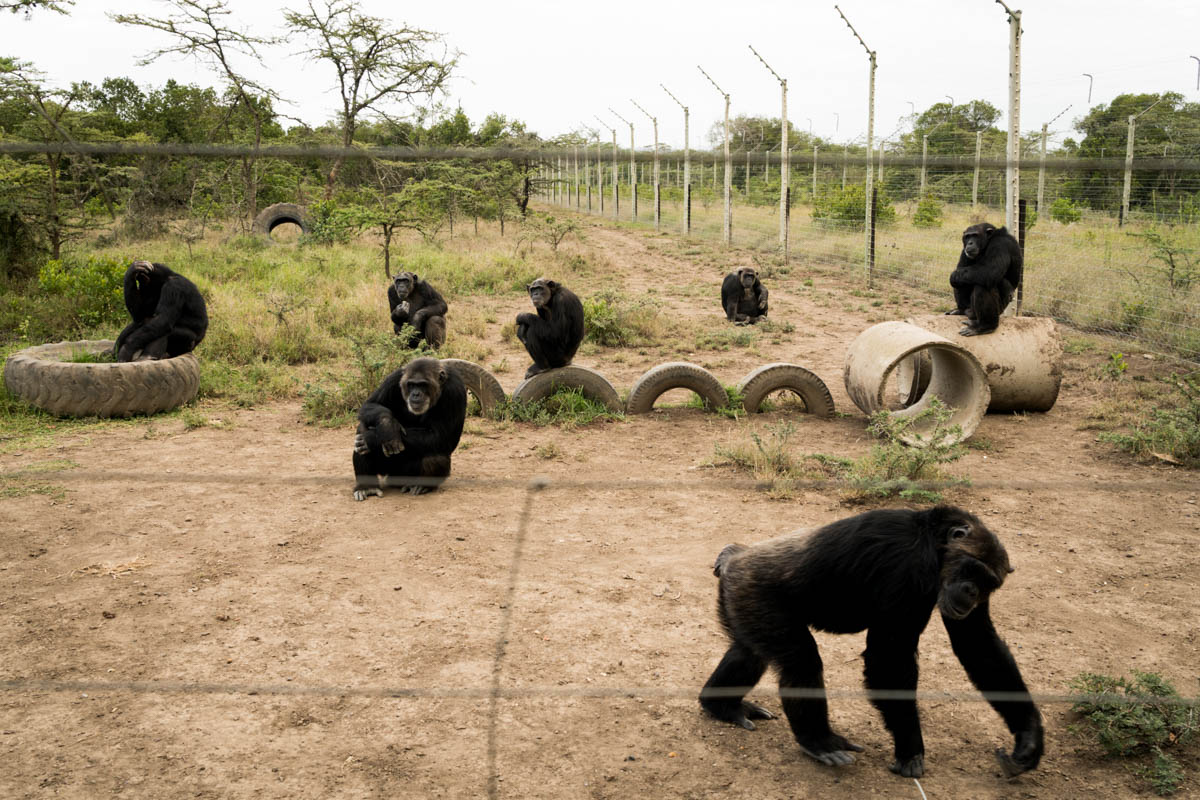 Chimps come out of the jungle and wait outside their enclosure before dinner is served at the Sweetwaters Chimpanzee Sanctuary. [Adriane Ohanesian/Al Jazeera]