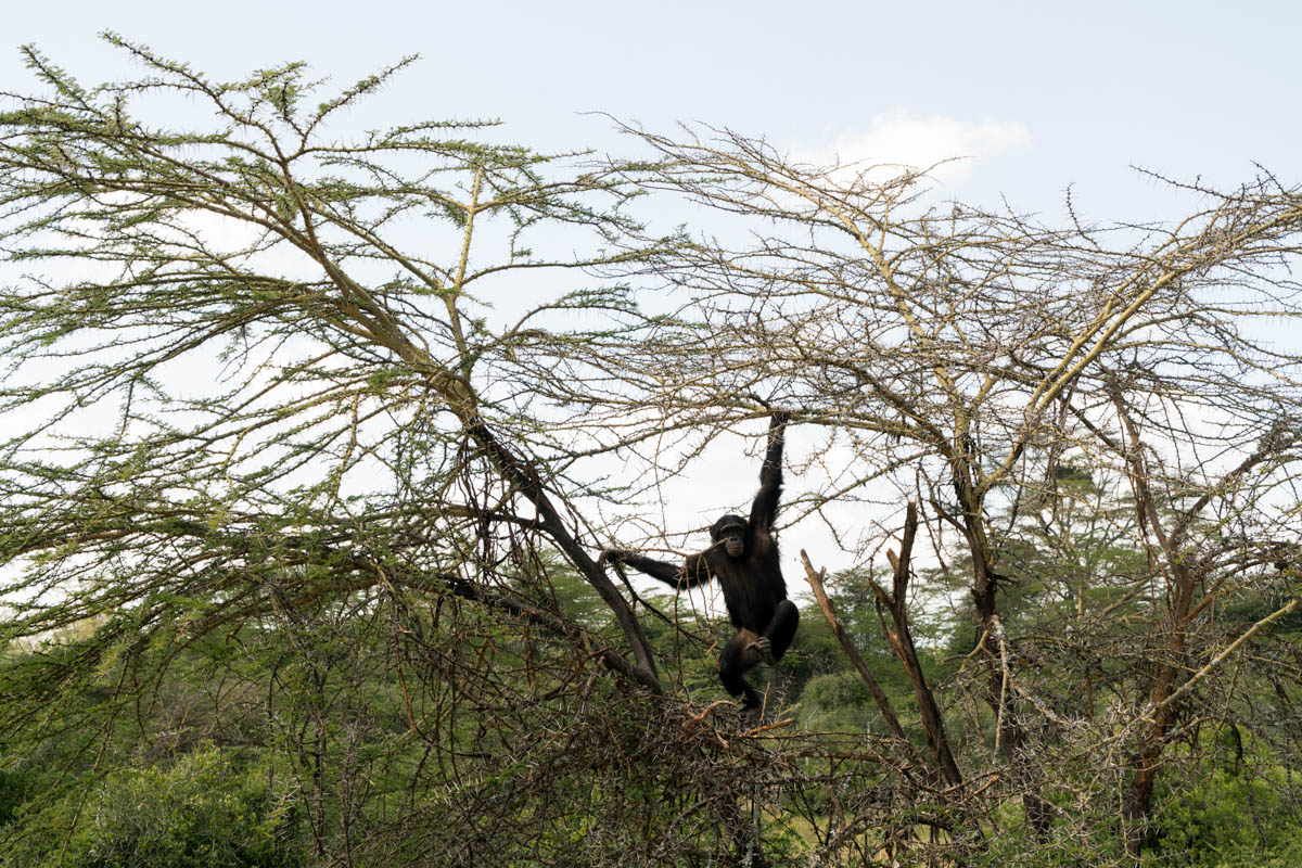 Seven-year-old Angela, who was born in the sanctuary, swings from an acacia tree at the Sweetwaters enclosure in Laikipia County, Kenya. [Adriane Ohanesian/Al Jazeera]