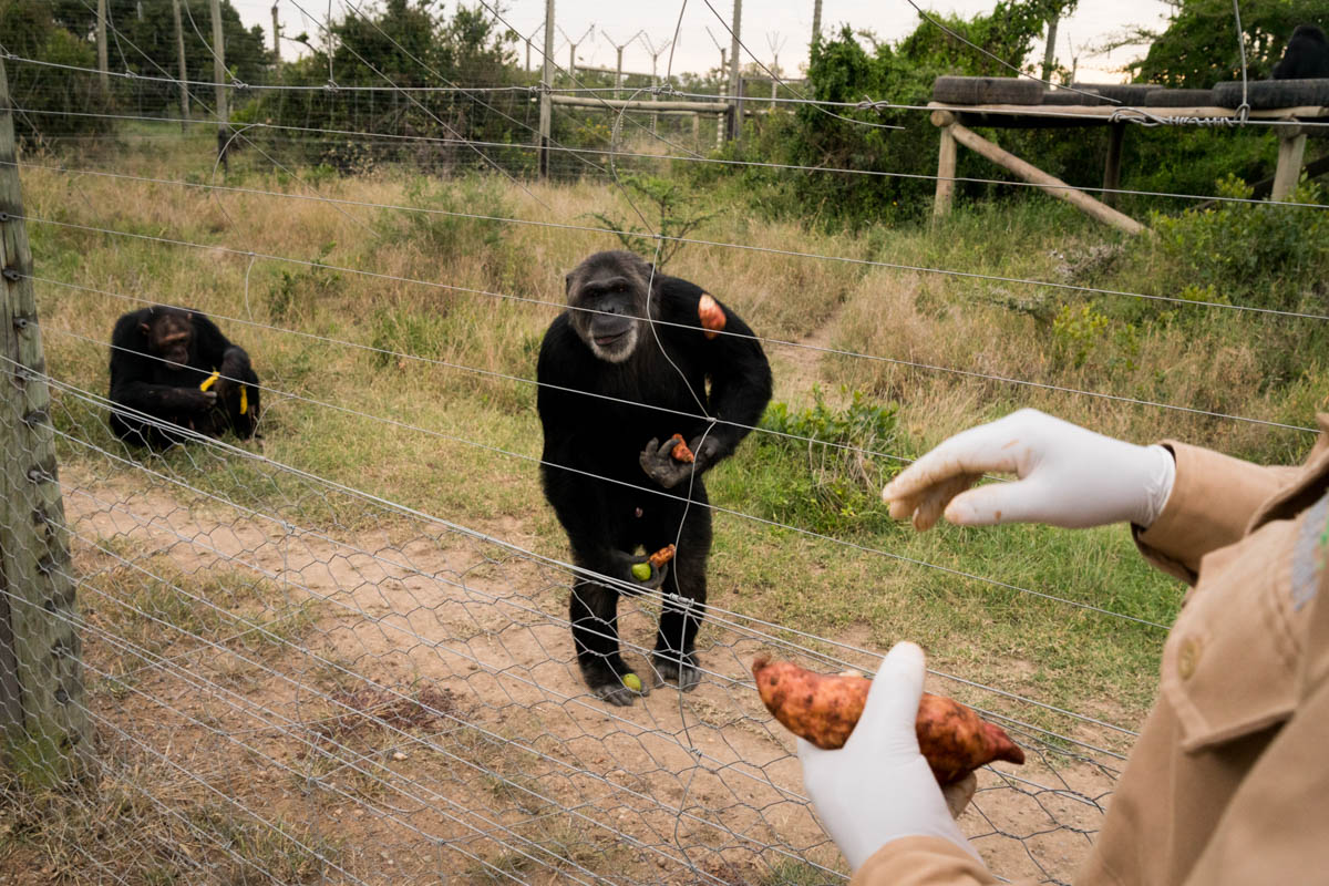 A chimp catches sweet potatoes at the Sweetwaters enclosure. [Adriane Ohanesian/Al Jazeera]