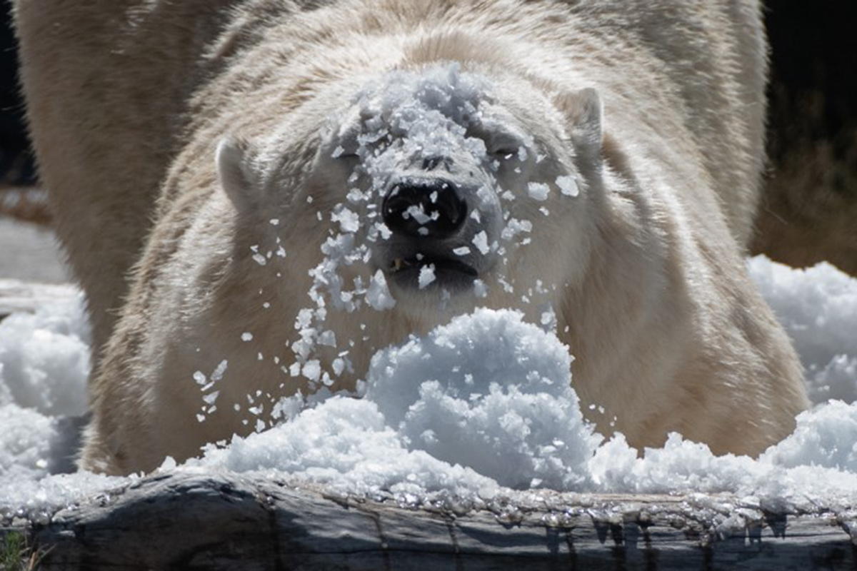 Brain freeze: keeping zoo animals cool during the heatwave has been a concern across the continent. [Paul Zinden/AFP]