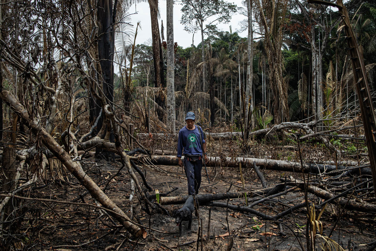Juripe, the village chief of the Aldea Jamarì, walks in a forest destroyed by land-grabbers who burned the indigenous area to claim the land and make it cultivable. On September 26, Juripe led a mission to destroy an illegal hut in the forest used as a base by land-grabbers to deforest the area. [Fabio Bucciarelli/Al Jazeera]