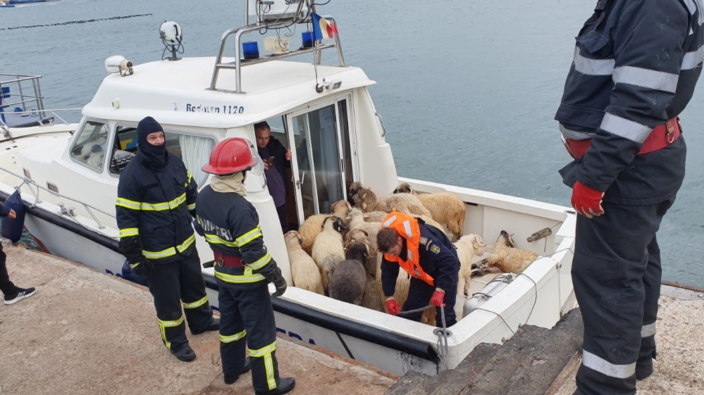 Sauvetage de moutons en Roumanie