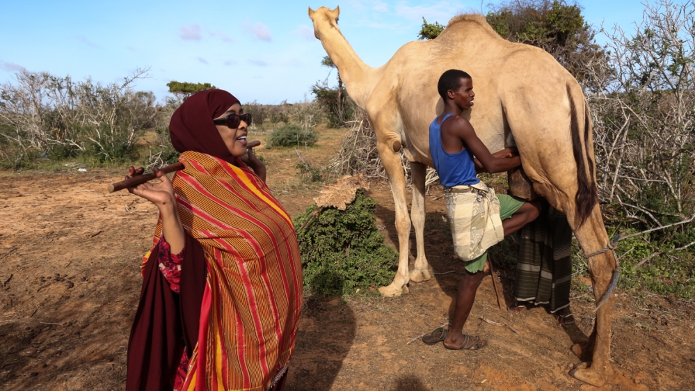 Somalia camel trader