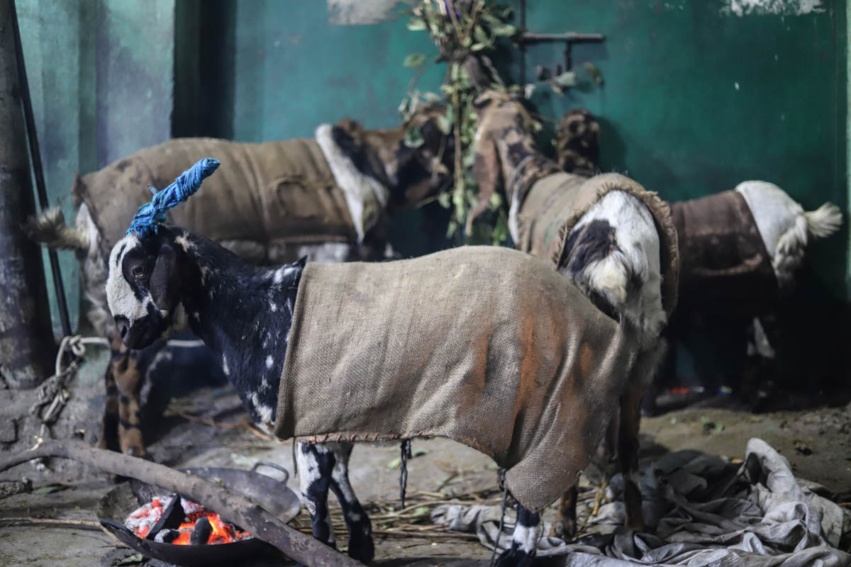 Some people covered their domestic animals with jute sacks to save them from the biting cold. [Nasir Kachroo/Al Jazeera]