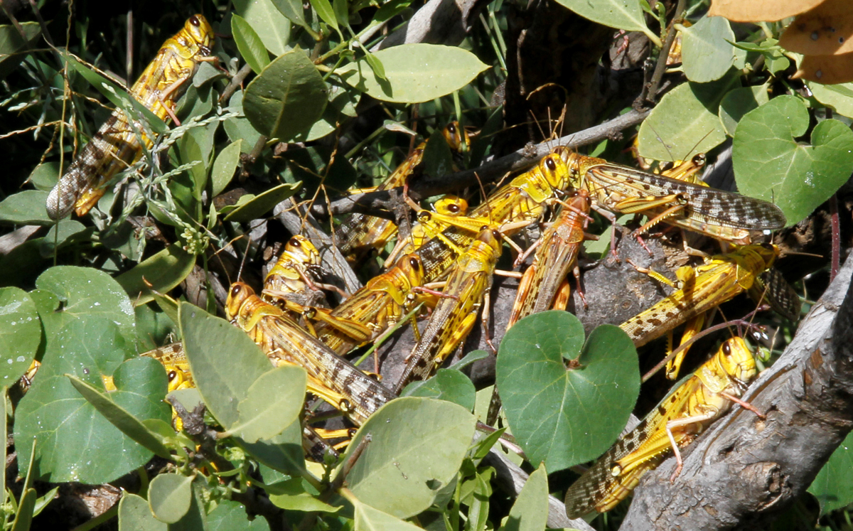 The further increase in locust swarms could last until June as favourable breeding conditions continue. [Njeri Mwangi/Reuters]