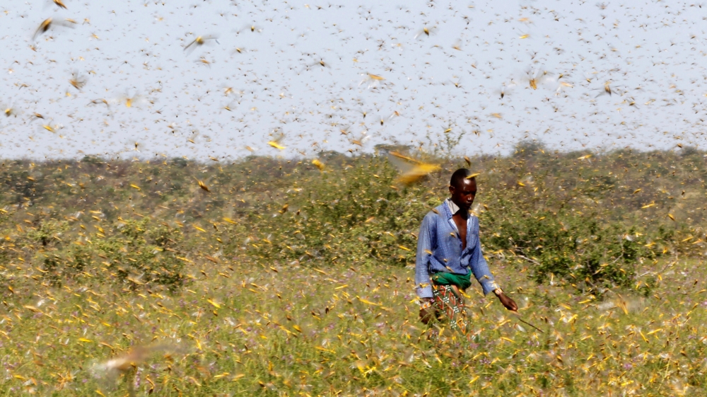 East Africa locust outbreak sparks calls for international help - Al Jazeera English