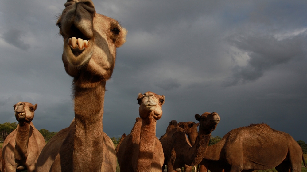 Camels in Australia 