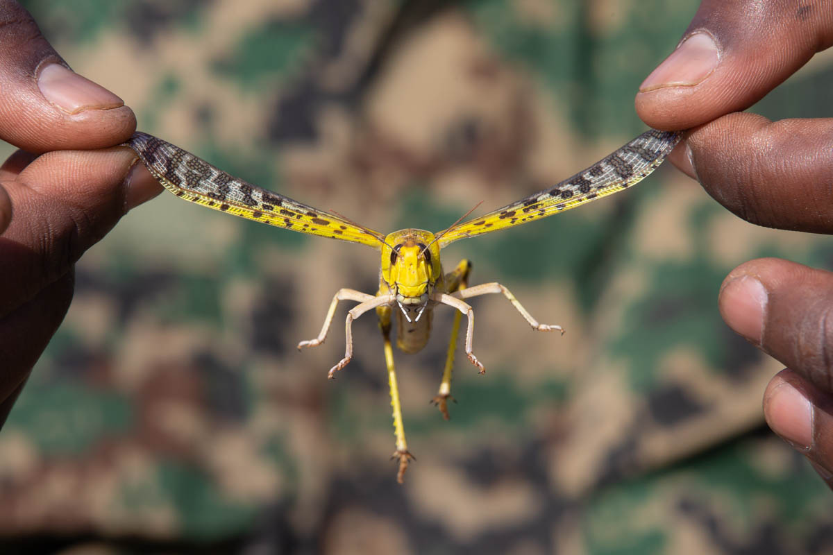 Një ushtar i Forcës së Mbrojtjes Popullore të Ugandës mban një karkalec të shkretëtirës në Katakwi, Uganda.  Ushtarët janë vendosur për të ndihmuar në luftimin e një prej infeksioneve më të këqija të karkalecave në rajon në dekada.  [Luke Dray / Getty Images]