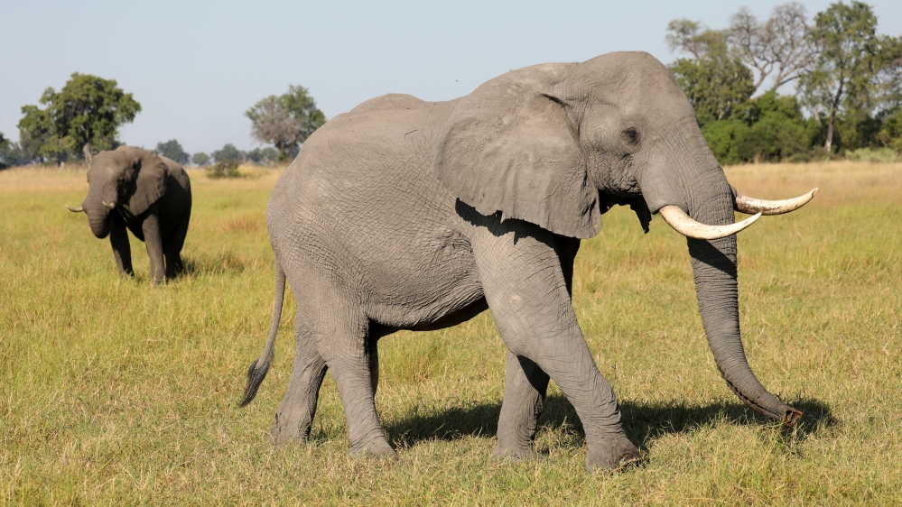 A pair of male elephants is seen in the Okavango Delta