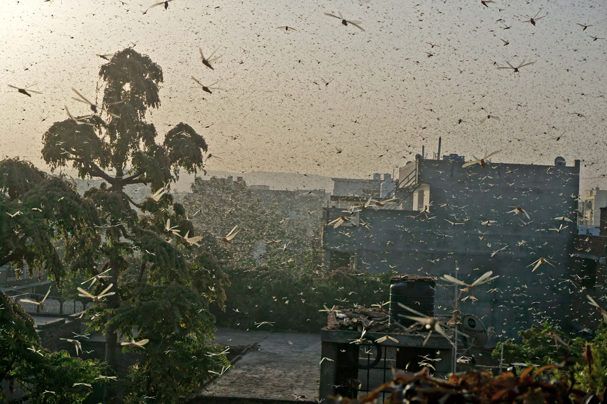 Zonat rezidenciale në Jaipur janë mbingarkuar nga insektet ndërsa banorët e hutuar u fryjnë tenxhereve dhe tave për të provuar dhe larguar insektet.  [Vishal Bhatnagar / EPA]