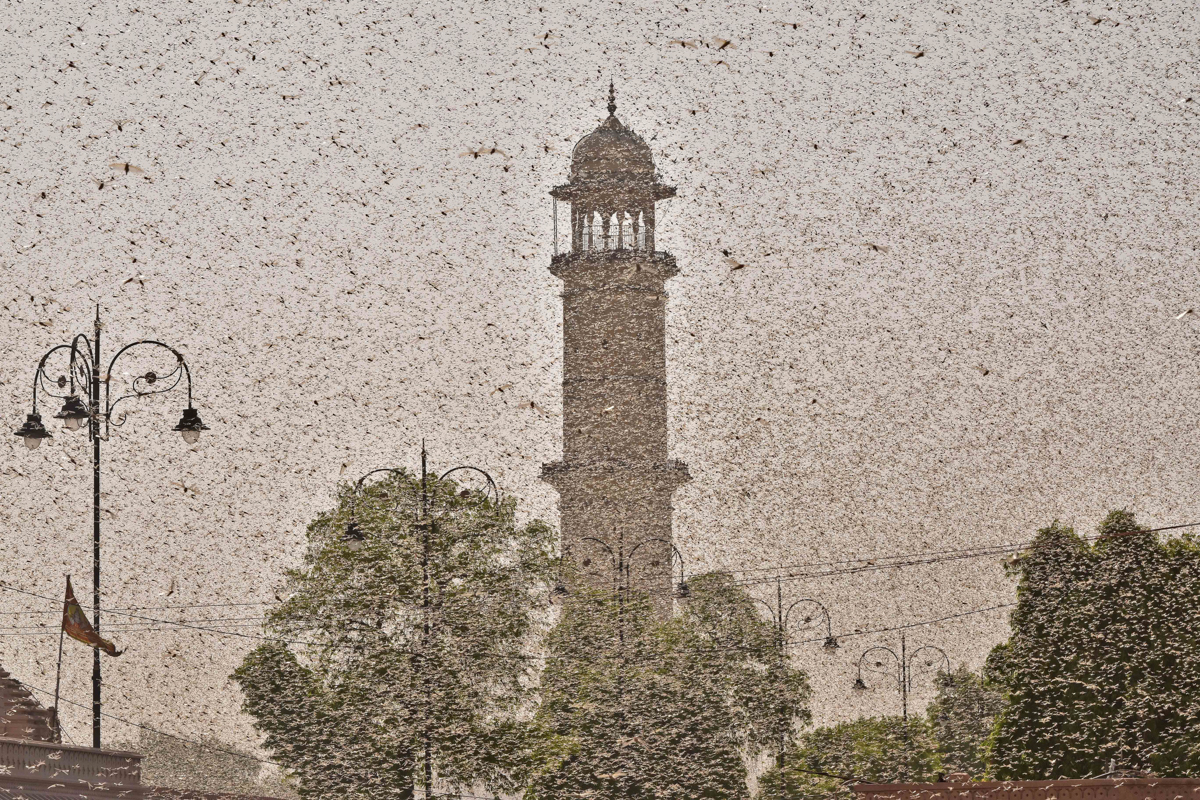 Ekspertët paralajmërojnë se situata mund të përkeqësohet me më shumë karkaleca që pritet të arrijnë në Indi përmes Pakistanit nga Briri i Afrikës në qershor.  [Vishal Bhatnagar / NurPhoto përmes Getty]
