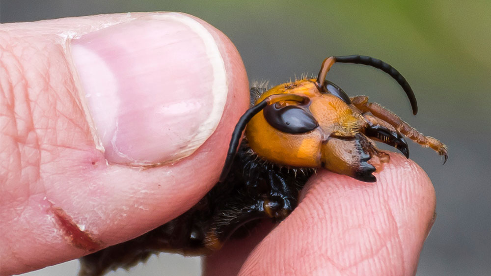 Giant Asian killer hornets spotted in northwest United States thumbnail