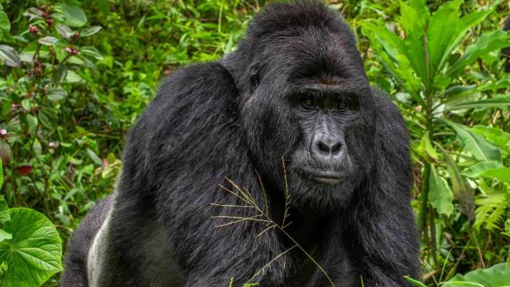 Uganda: Poacher who killed rare gorilla gets 11 years in jail