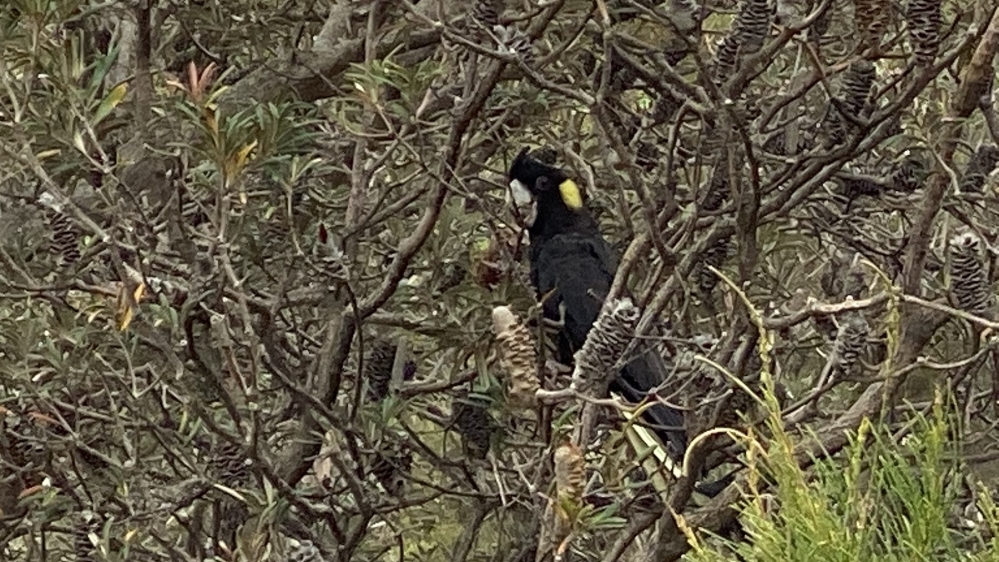 Black cockatoo tribal totem