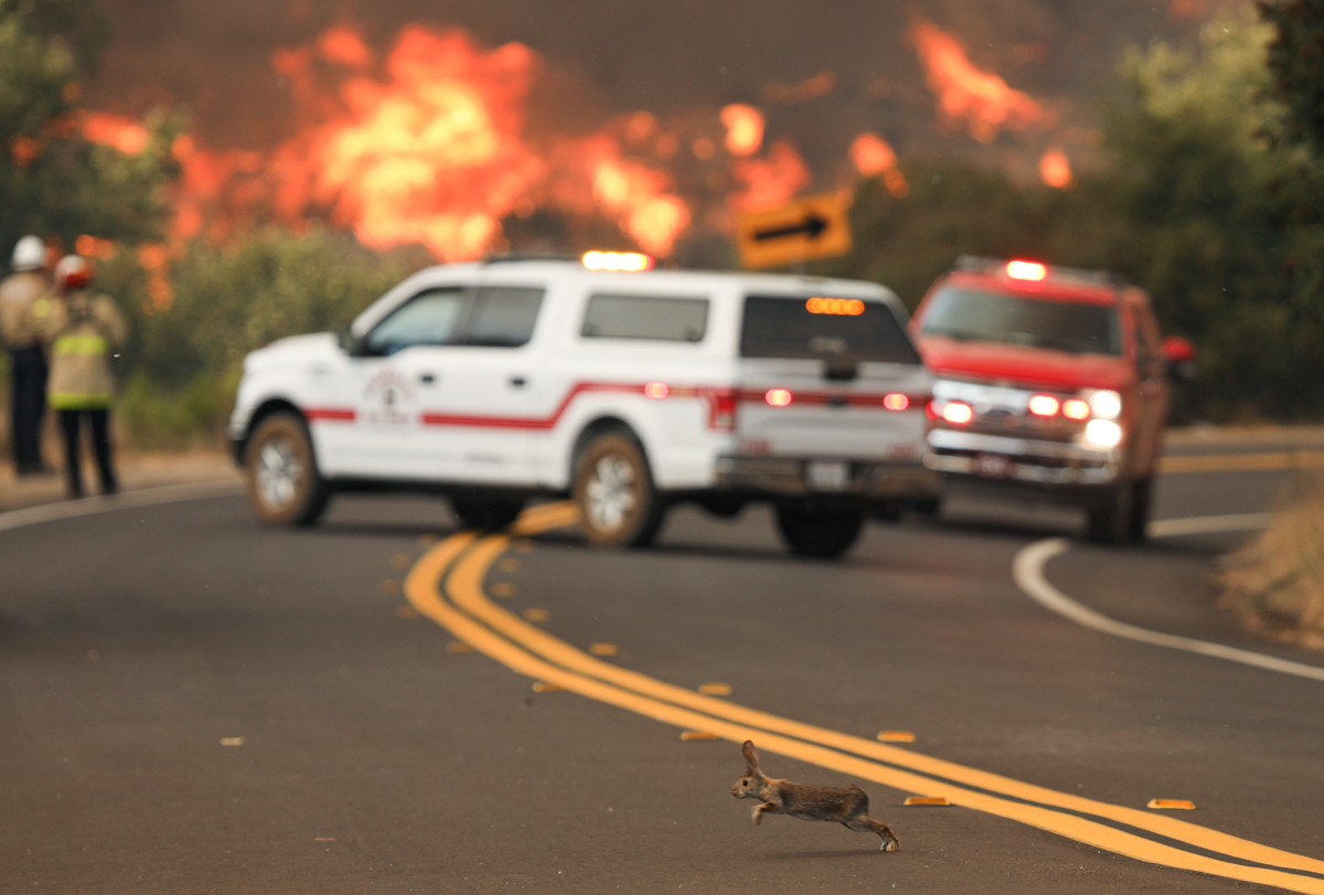 A rabbit crosses the road, with flames in the background from a brush fire along Japatul Road during the Valley Fire in Jamul. [Sandy Huffaker/AFP]