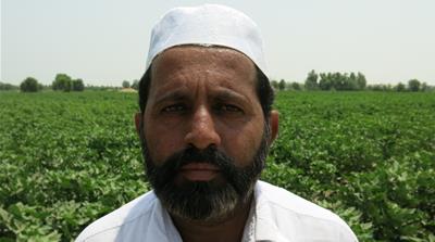 Pakistan locusts, farmers affected