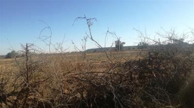 A view of the section of the field on which Shandu Gumede used to grow tobacco now lies derelict