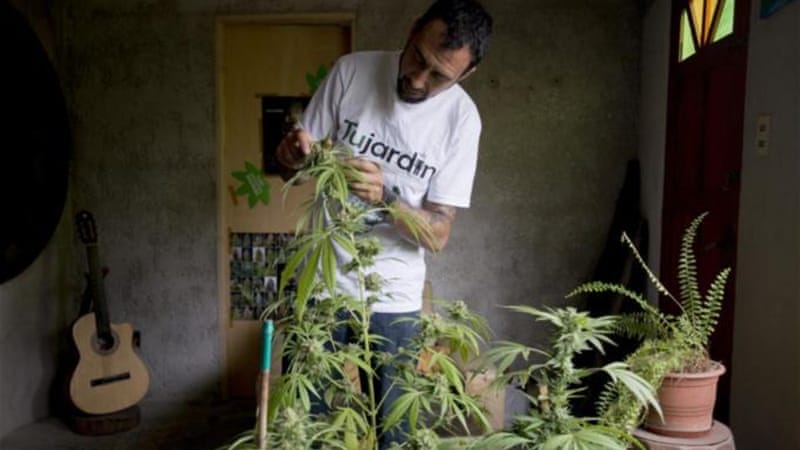 Image result for uruguay growing cannabis at home
