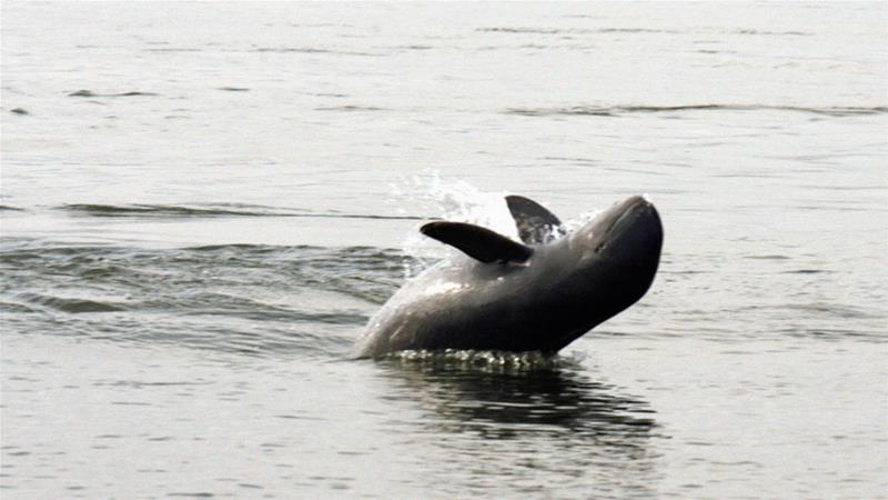 An Irrawaddy dolphin, also known as the Mekong dolphin, swims in the river at Kampi village in Kratie province, 230 km (143 miles) northeast of Cambodia [File: Chor Sokunthea/Reuters]