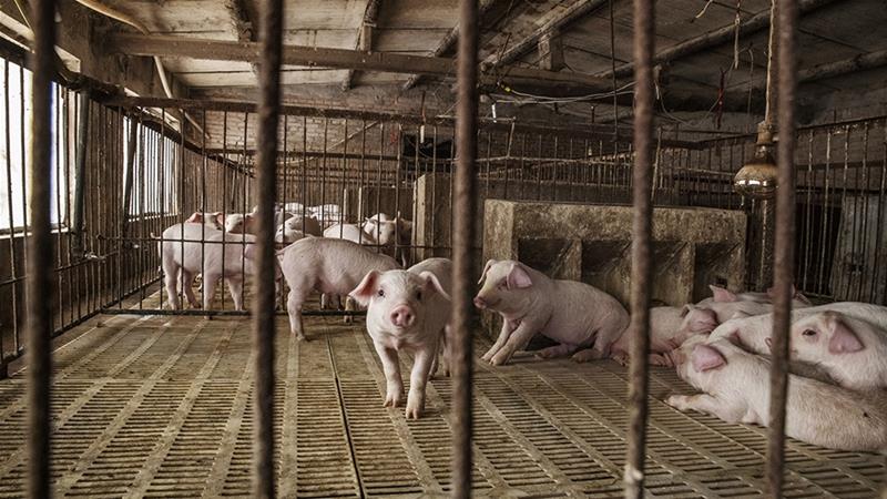 While the Far East accounts for less than two percent of Russia's swine herd, the virus's persistence in wayward, wild animals may frustrate attempts to control the disease on both sides of the border [File: Gilles Sabrie/Bloomberg]