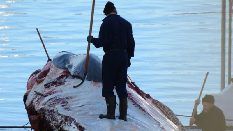 Killing Whales