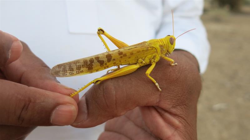 Locusts like this one in Pakistan''s Nara desert are threatening the country's crucial cotton crop [Asad Hashim/Al Jazeera]