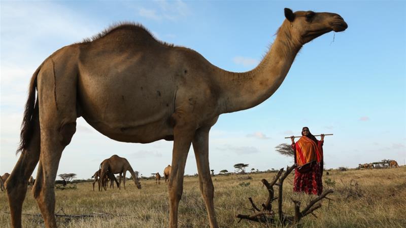 Meet Somalia's trailblazing female camel trader