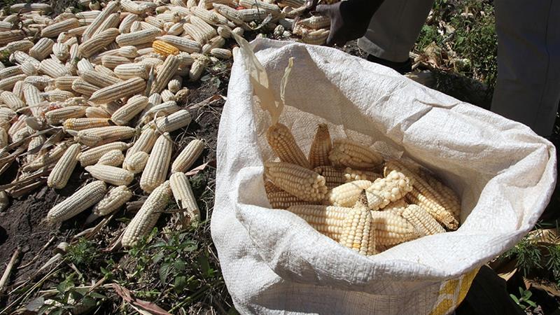  Zimbabwe's agricultural minister told officials this week that the country has only 100,000 tonnes of maize left in its strategic reserves - enough to last just over a month [File: Philimon Bulawayo/Reuters]