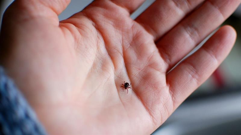 Lyme Disease The Other Epidemic No One Is Talking About Health