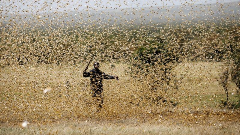 The Food and Agriculture Organization of the United Nations has secured about $111m of funding towards fighting the locust swarms [Baz Ratner/Reuters]
