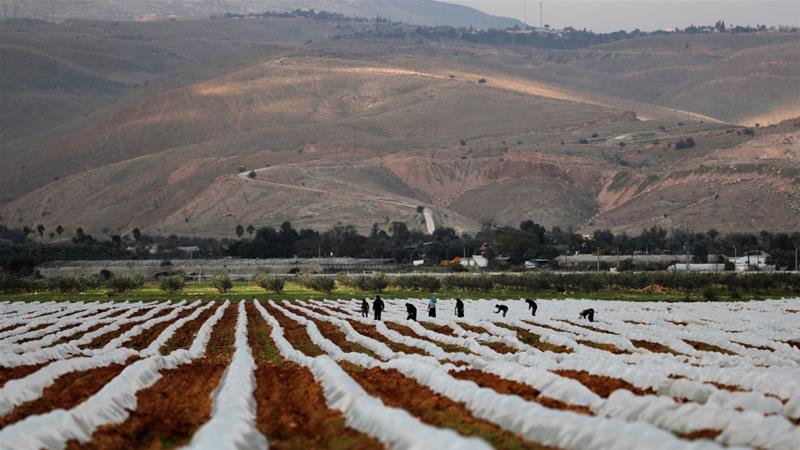 Palestinian farmers work in a field in the Israeli-occupied Jordan Valley [File: Ammar Awad/Reuters]