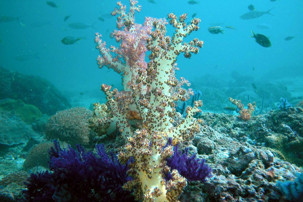 Increasing levels of carbon dioxide in sea water and rising water temperatures are causing bleaching and damage to coral. This eventually kills the coral, disturbing a delicate underwater ecosystem.