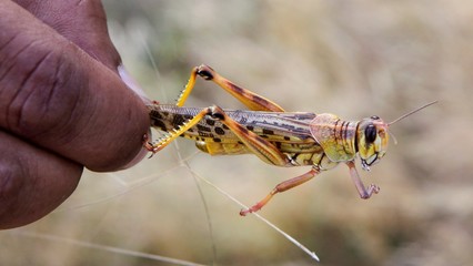 Kenya locust threat: Fears second wave will be worse for harvests thumbnail