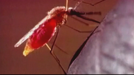 World Malaria Day: Governments urged to prevent rise in deaths thumbnail