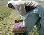 Saffron flowers are used to mixthe tilak 