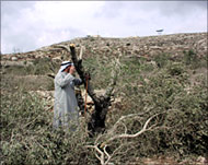 Israeli soldiers and settlers haverazed hundreds of olive trees 
