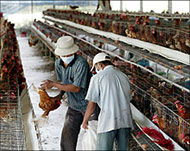 Workers stuff chickens into a sackfor burying at a farm  