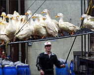 Ten countries across Asia have reported bird flu outbreaks